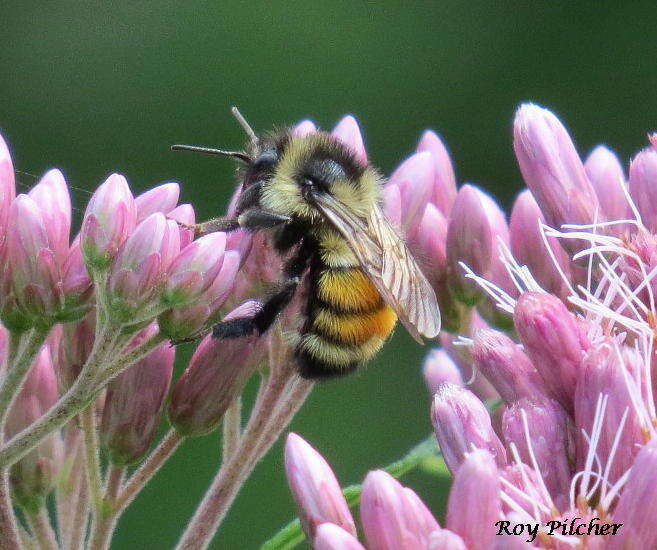 Image of Tricolored Bumble Bee