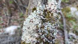 Image of Tremella parmeliarum Diederich 1996