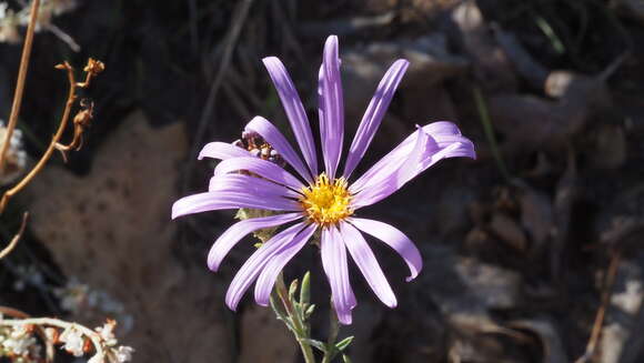 Imagem de Dieteria asteroides var. lagunensis (D. D. Keck) D. R. Morgan & R. L. Hartman