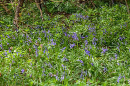 Image of Common Bluebell