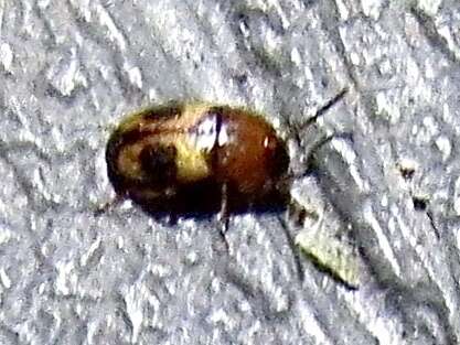 Image of Darkling beetle