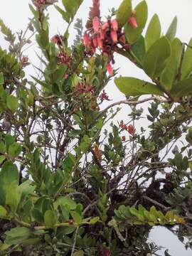 Image de Macleania loeseneriana Hørold