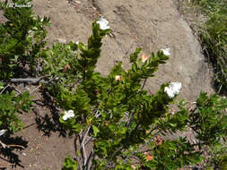 Imagem de Myrteola nummularia (Poir.) O. Berg