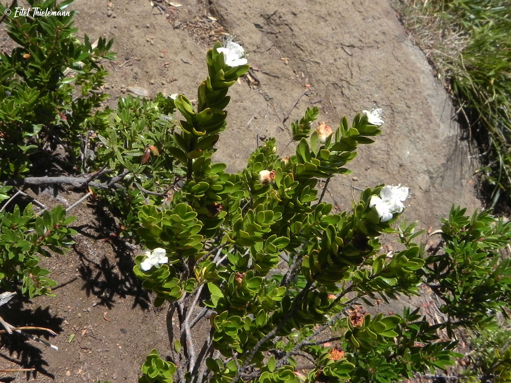 Myrteola nummularia (Poir.) O. Berg resmi