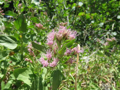 Image of western snakeroot