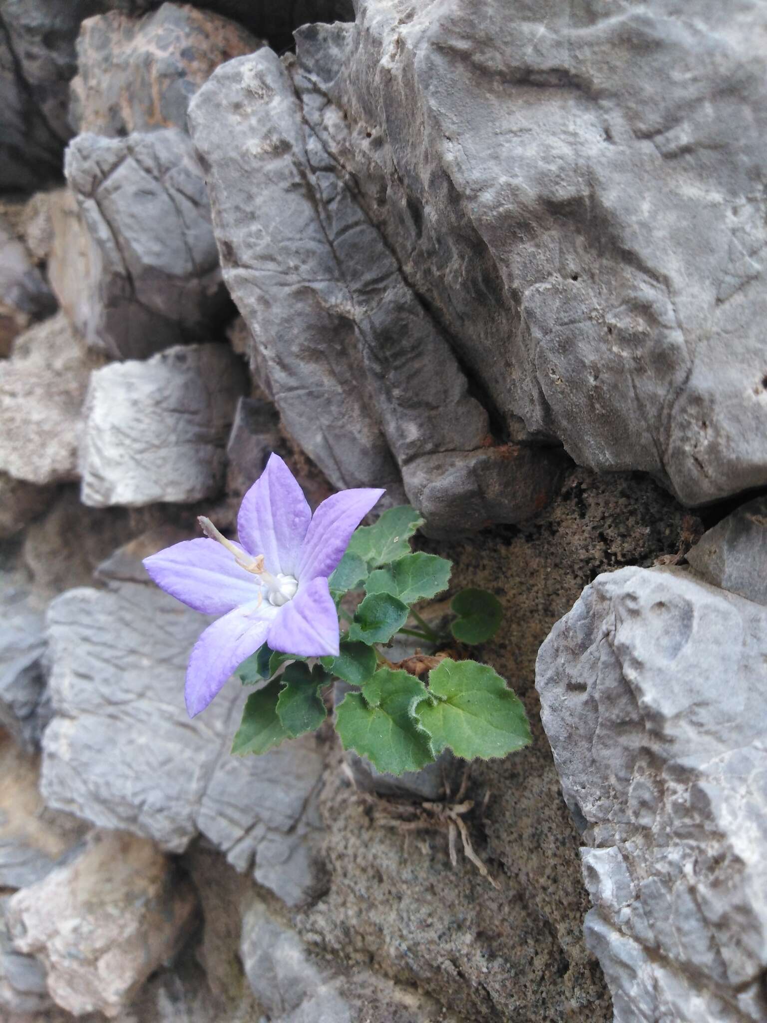 Image of Campanula isophylla Moretti