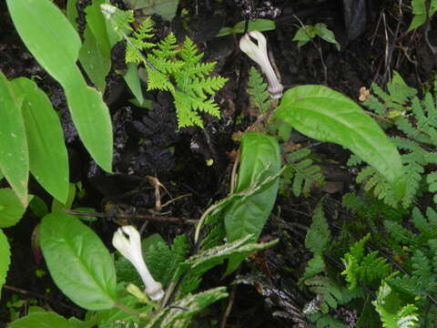 Image of Ceropegia media (Huber) M. Y. Ansari