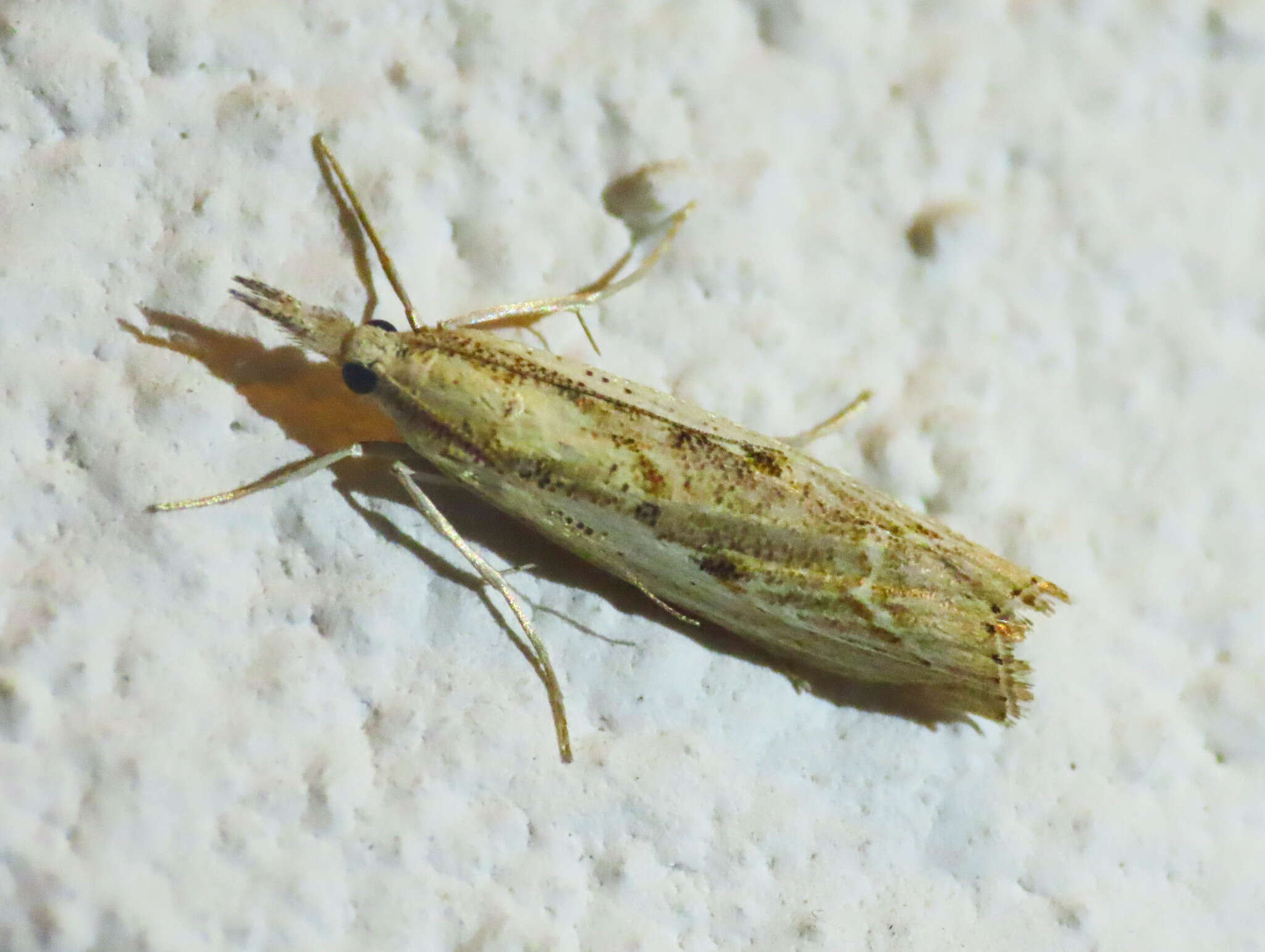 Image of Barred Grass-veneer