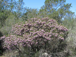 Image of Stanford's manzanita