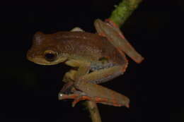 Image of Rhacophorus catamitus Harvey, Pemberton & Smith 2002