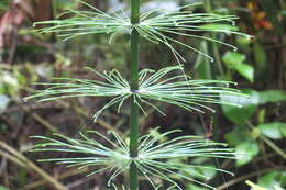 Image of Southern Giant Horsetail