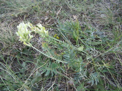 Image of Oxytropis hippolyti Boriss.