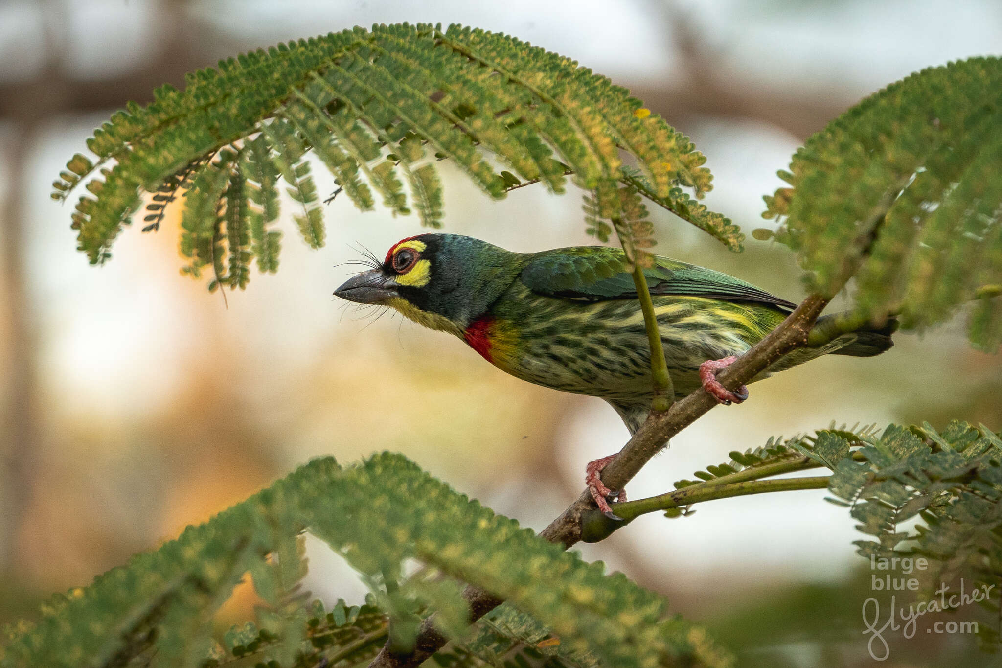 Psilopogon haemacephalus indicus (Latham 1790) resmi