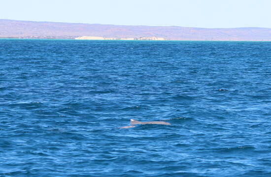 Image of Australian humpback dolphin