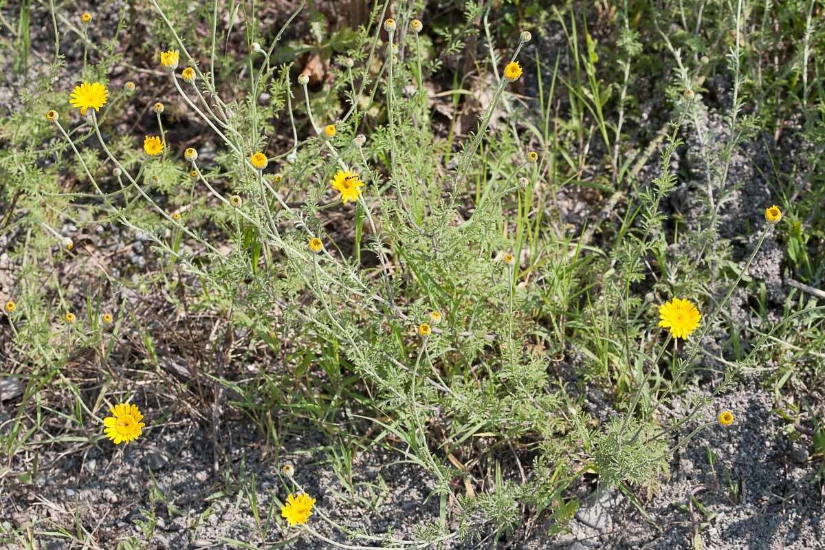 Image of Dyer's Chamomile