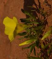 Image of Oxalis namaquana Sond.