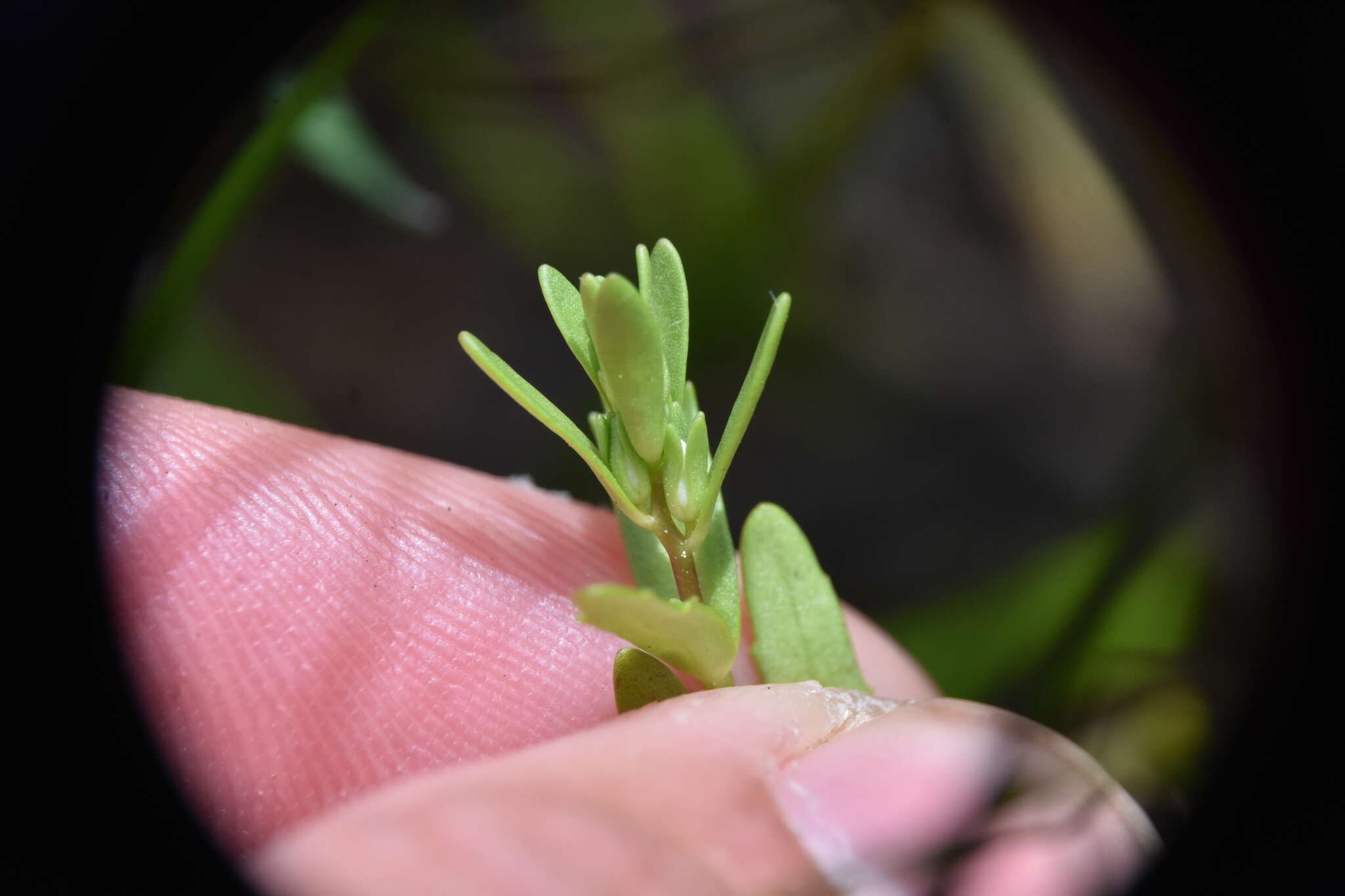 Image of neckweed