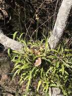 Image of Oncidium reflexum Lindl.