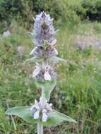 Image of Downy woundwort