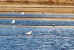 Image of Slender-billed Gull