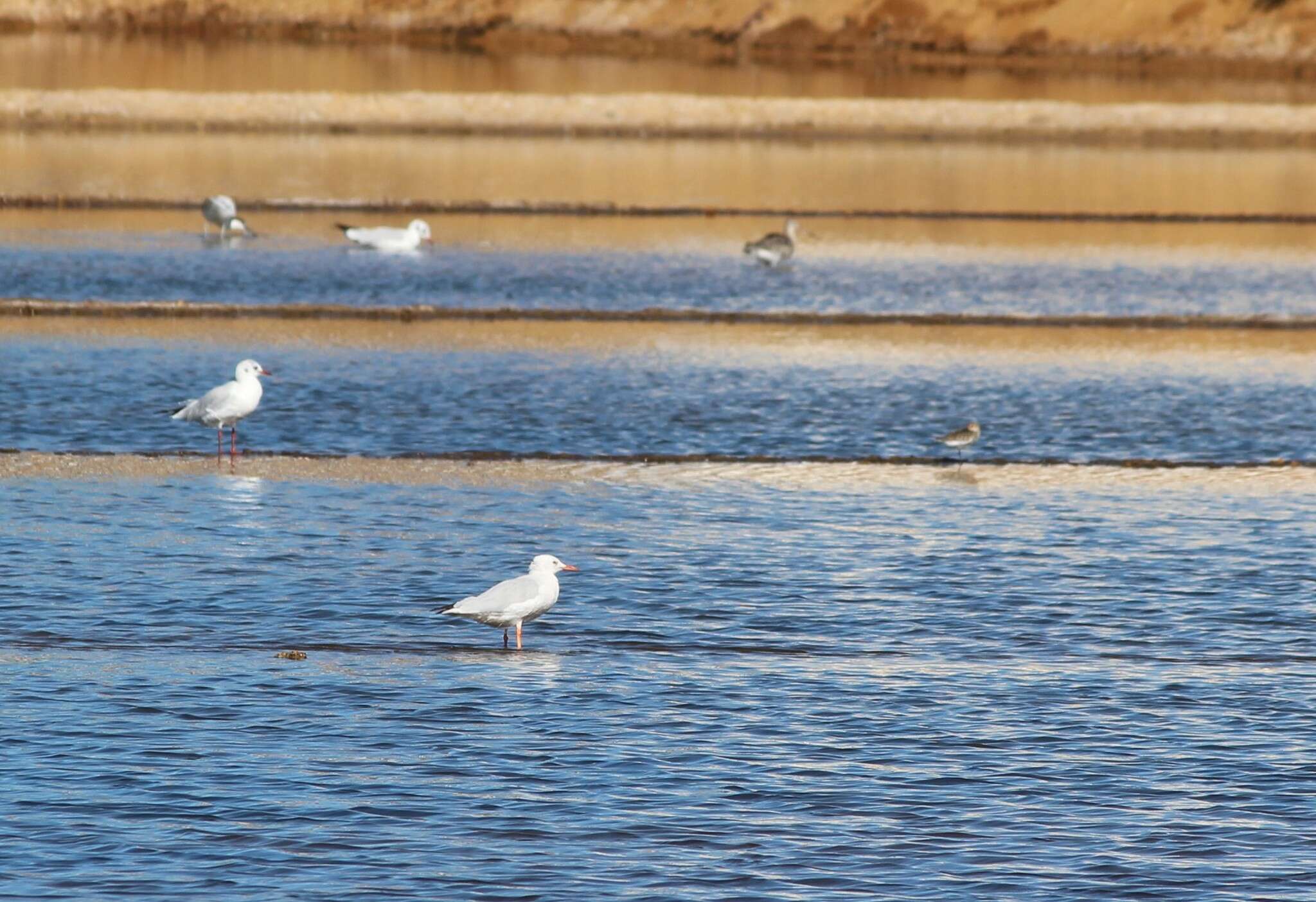 Image of Slender-billed Gull