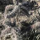 Image of tree cholla