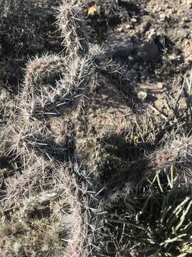 Image of tree cholla