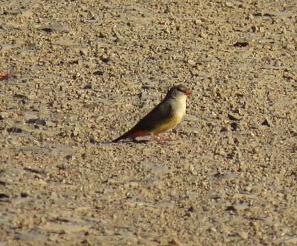 Image of Orange-breasted Waxbill