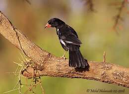 Image of Bubalornis niger intermedius (Cabanis 1868)