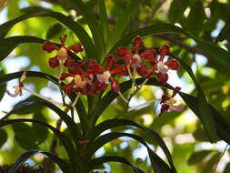 Image of Vanda insignis Blume