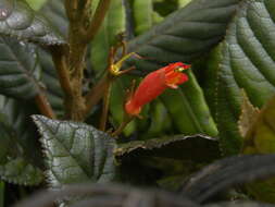 Image of Gesneria ventricosa Sw.