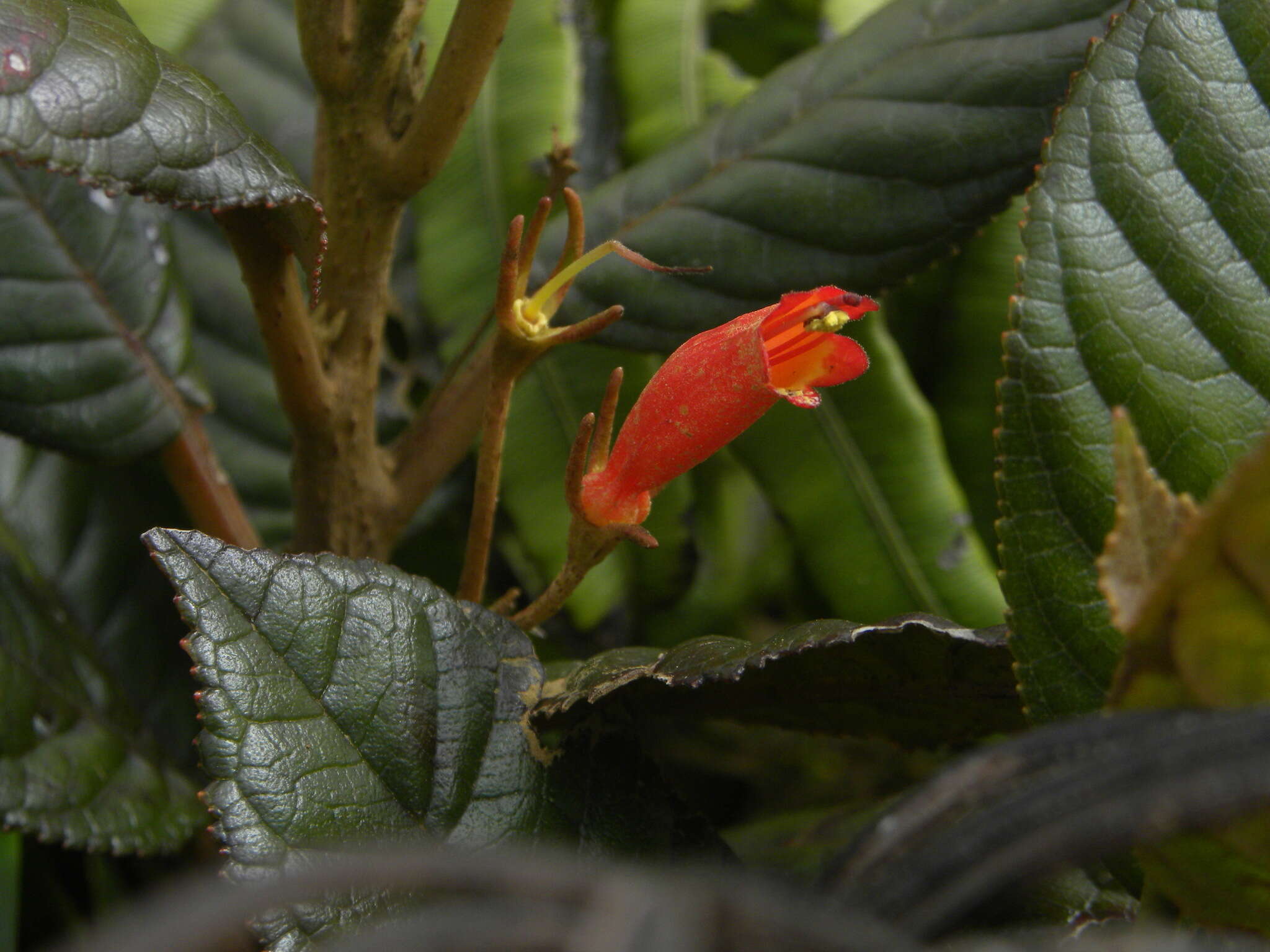 Image of Gesneria ventricosa Sw.