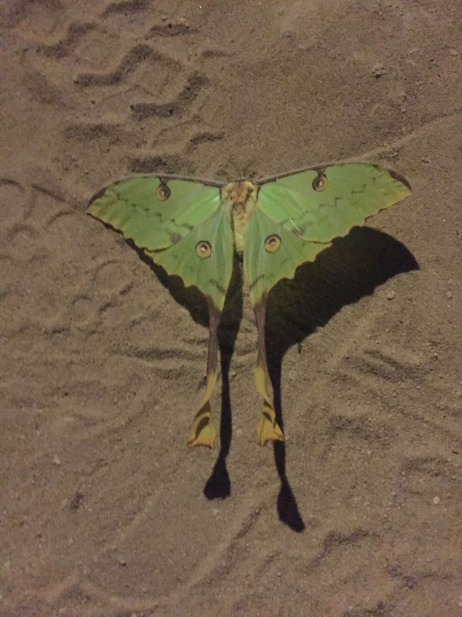 Image of African Luna moth