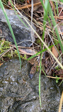 Image of Ontholestes tessellatus (Geoffroy 1785)