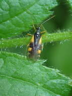 Image of Dryophilocoris