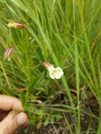 Imagem de Mimulus gracilis R. Br.