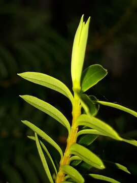 Sivun Veronica diosmifolia R. Cunn. kuva