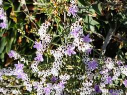 Image of Algerian sea lavender