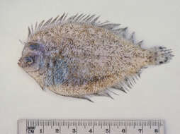 Image of Flounder