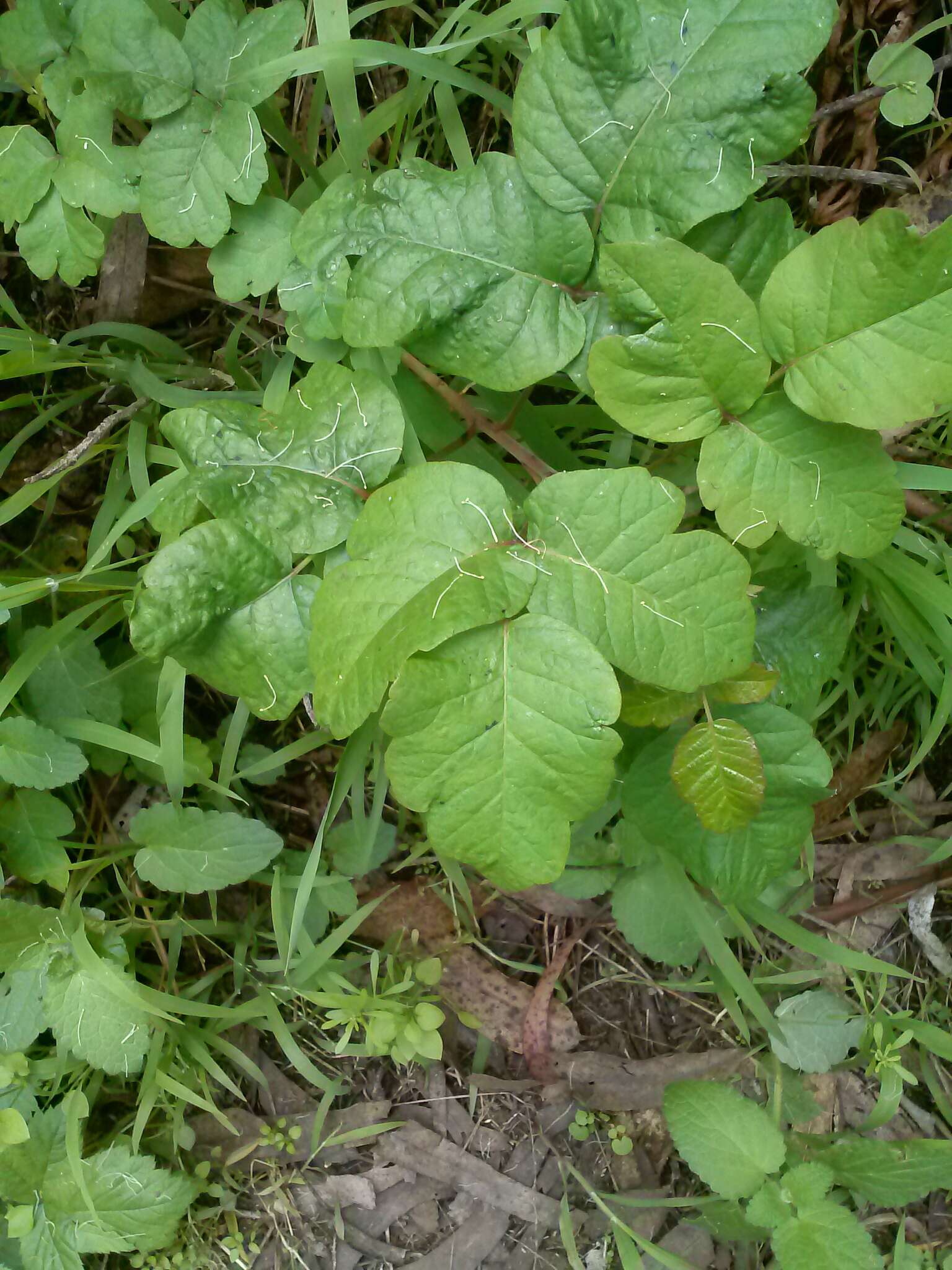 Image of Pacific poison oak