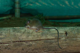 Image of Long-tailed climbing mouse