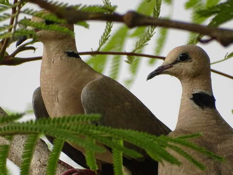 Image of Vinaceous Dove