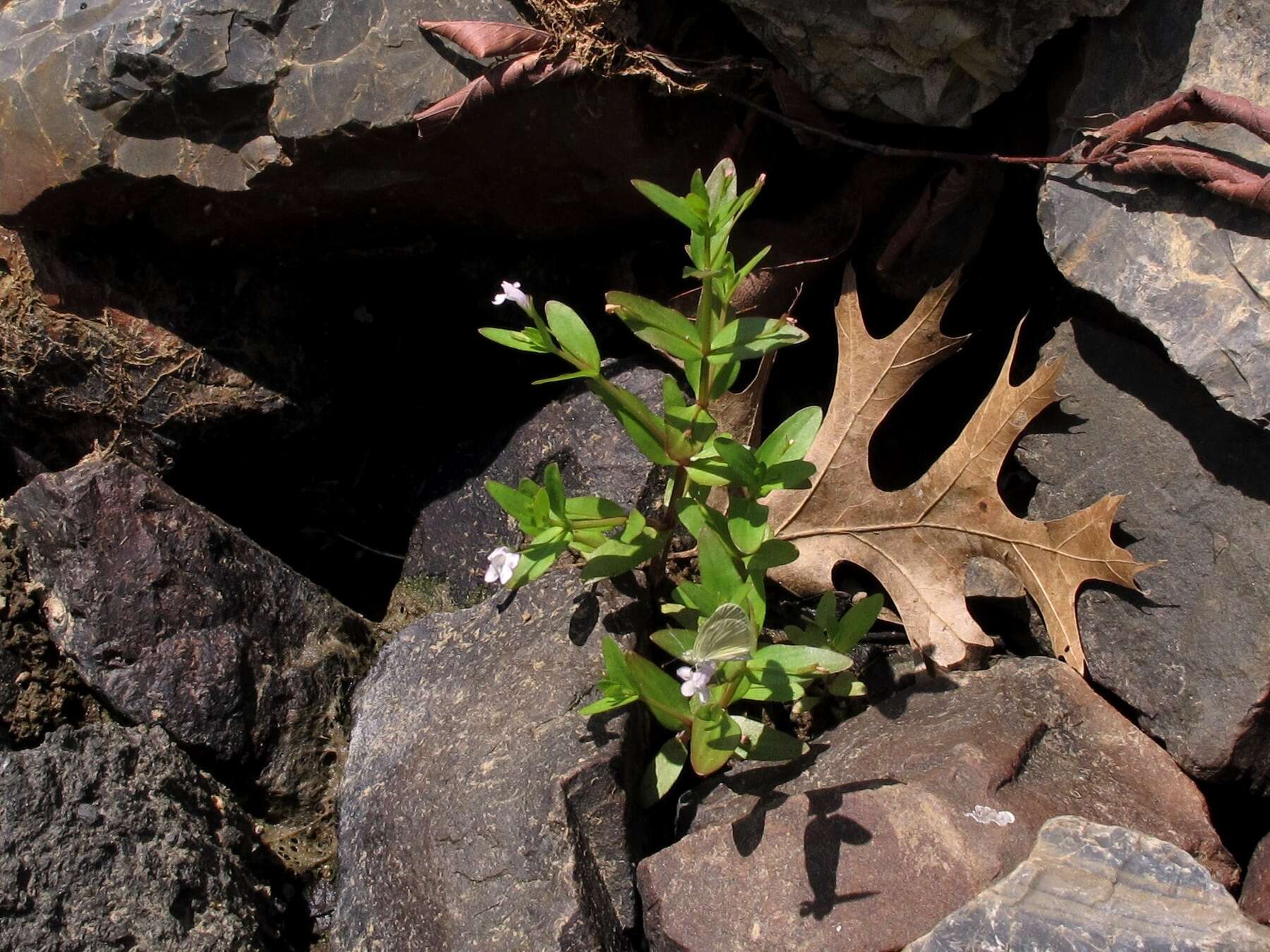 Image of yellowseed false pimpernel