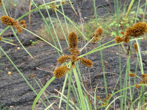 Image of Cyperus anderssonii Boeckeler