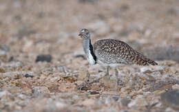 Image of Chlamydotis undulata fuertaventurae (Rothschild & Hartert 1894)