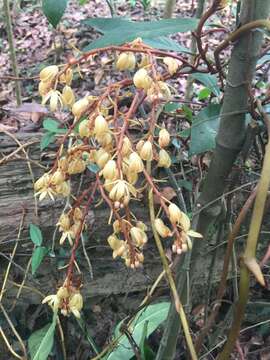 Image of Erythrorchis altissima (Blume) Blume