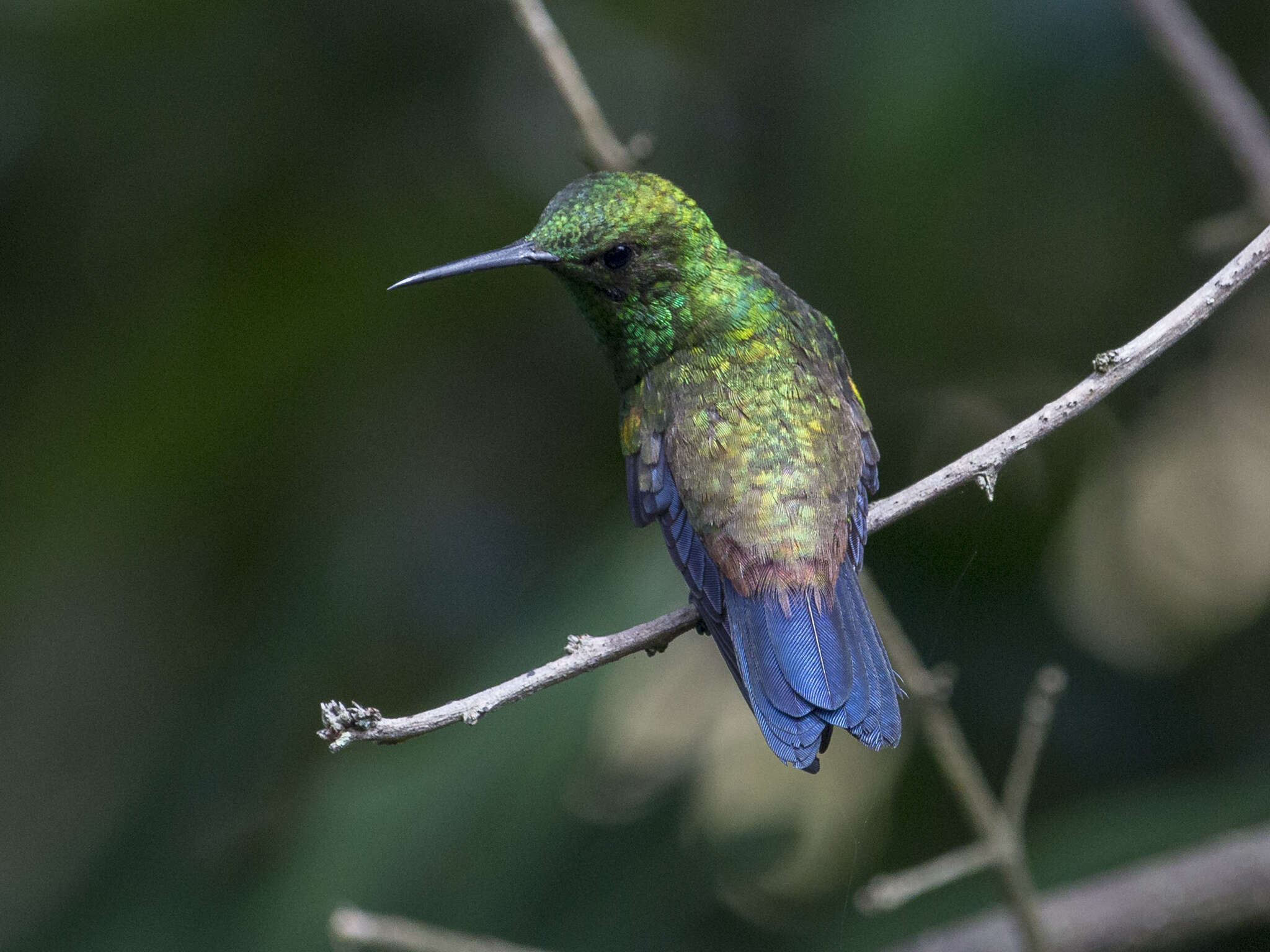 Image of Copper-rumped Hummingbird