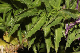 Image of Lobelia decurrens Cav.