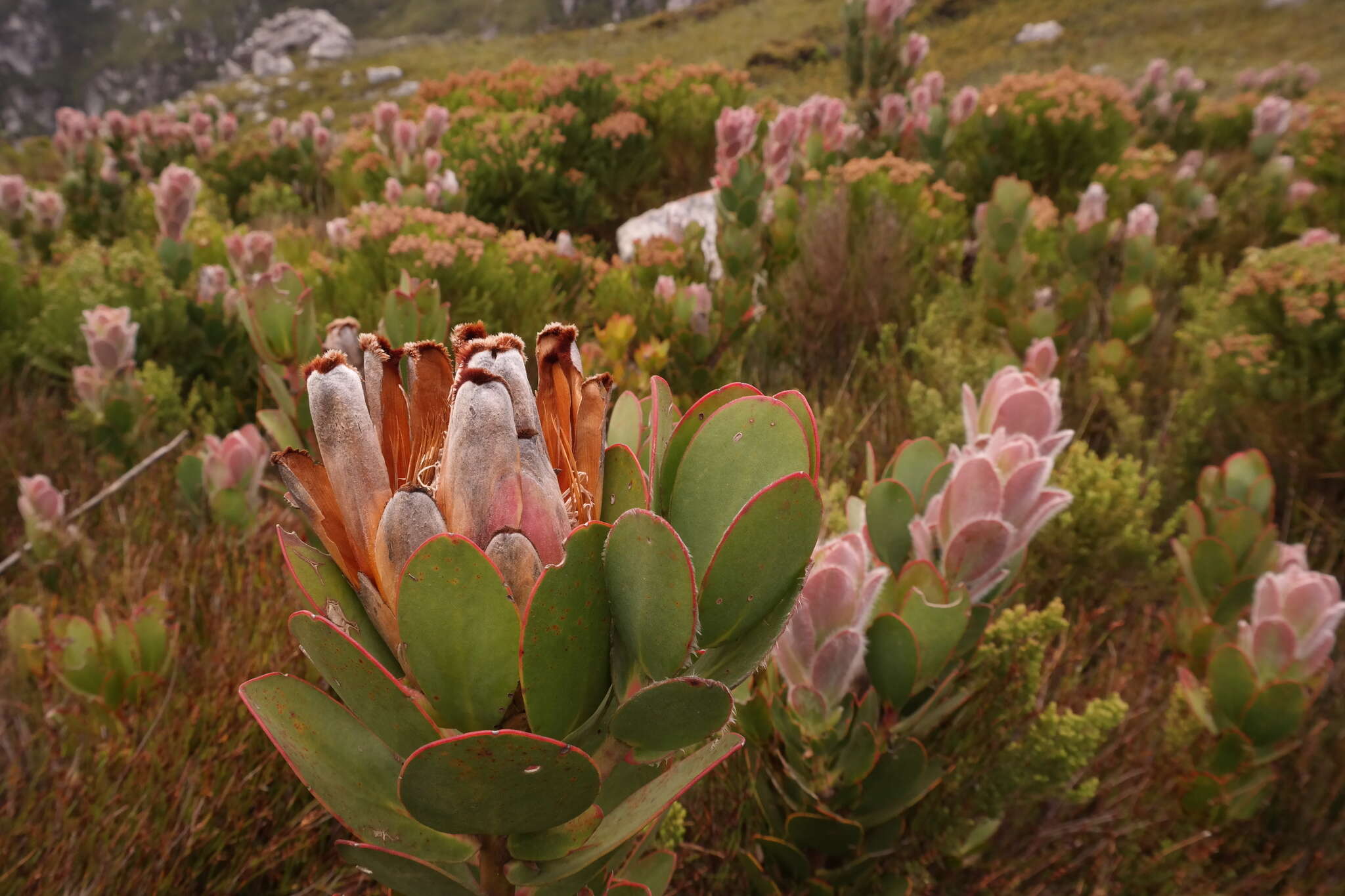 Image of Protea stokoei Phillips