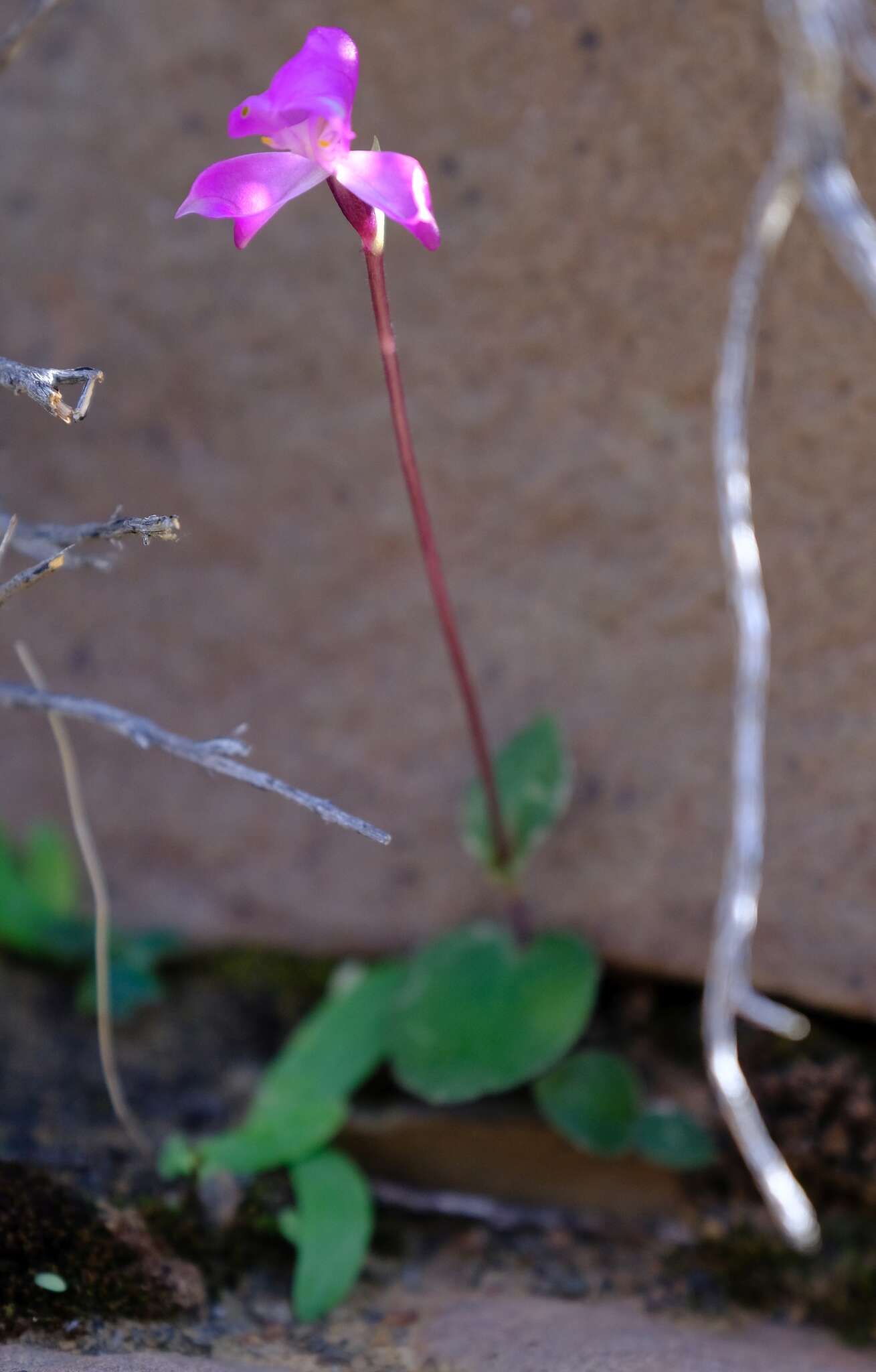 صورة Disperis purpurata subsp. purpurata